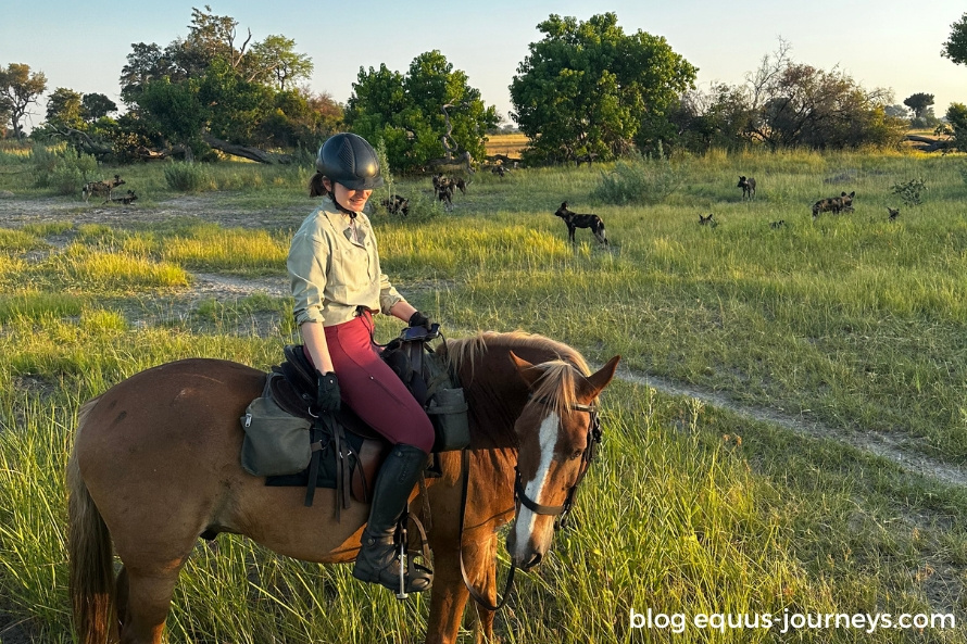 A lucky wild dogs sighting on a horseback safari in Botswana