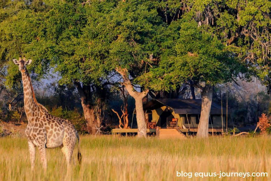 Giraffe in front of Macatoo Camp