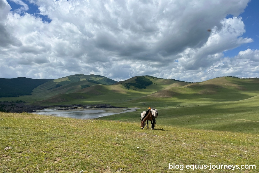 Horse grazing in the Mongolian grasslands