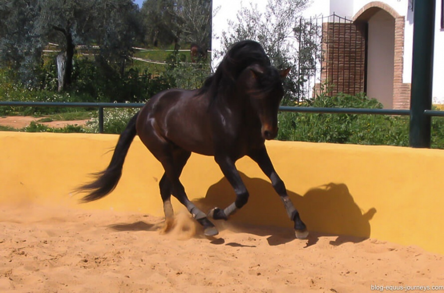 Examplary horses trained for Dressage @BlogEquusJourneys