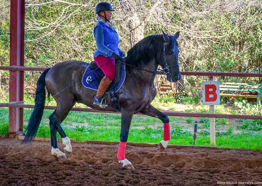 Lesley and the beautiful Pure Bred Spanish horse Albeitar @BlogEquusJourneys