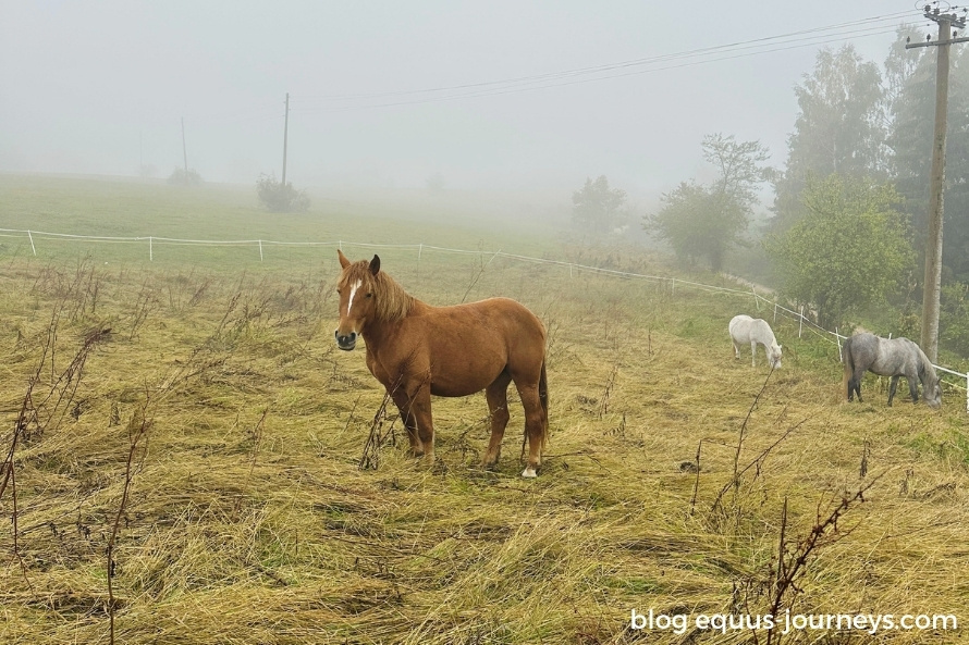 Brnja, a Serbian Mountain horse