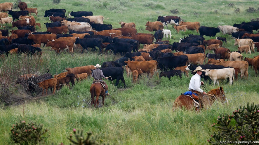 You will always find cattle at any working ranch @WorldwideHoofprints