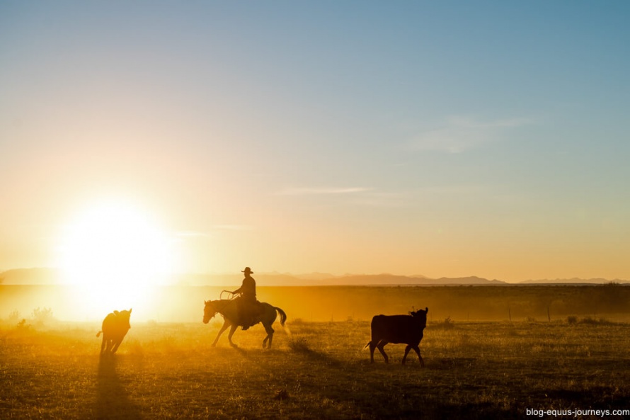 Long days in the saddle with the Cowboys @WorldwideHoofprints ©ChristopheMigeon