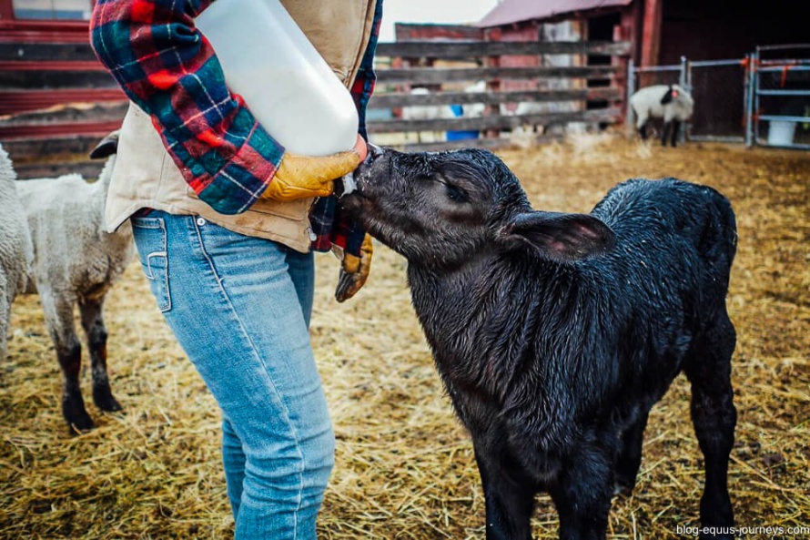 Bottle feeding orphaned or rejected cattle  @WorldwideHoofprints