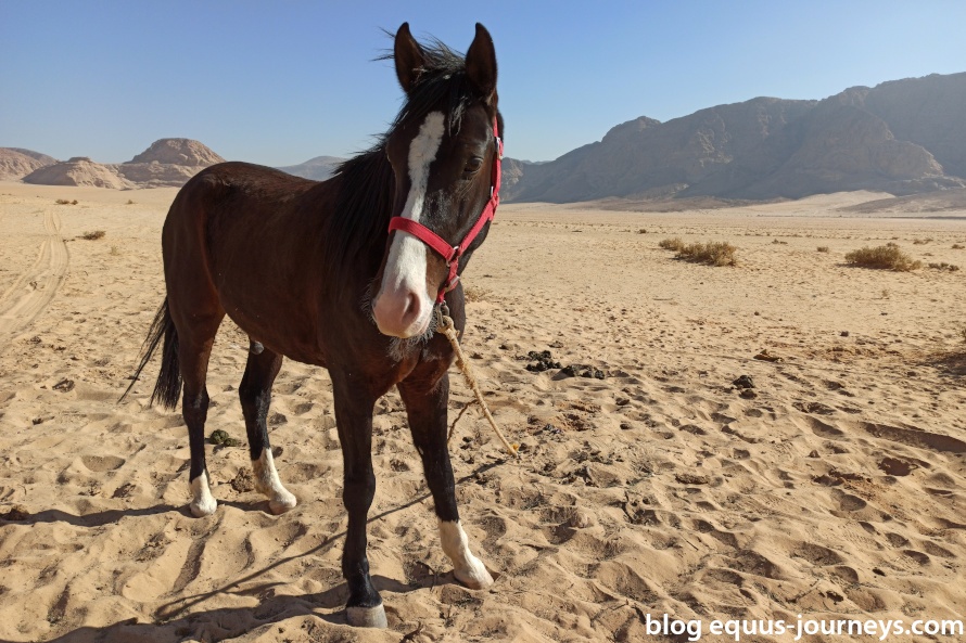 My horse Sylvester - the horses were all in tip-top condition and very fit