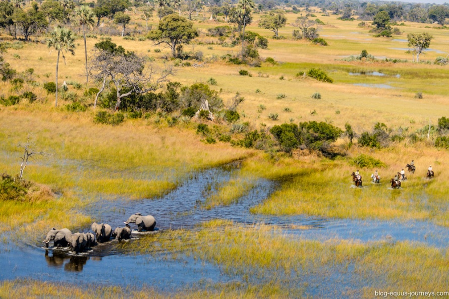 Riding in the Okavango Delta with Elephants @BlogEquusJourneys