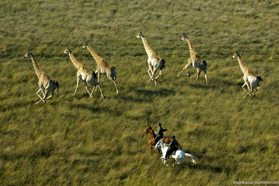 One of Jo's favourite moments: cantering with giraffes @BlogEquusJourneys