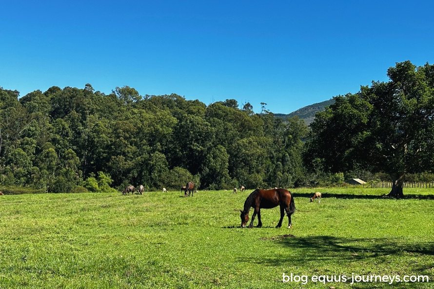 The horses roaming in the pasture