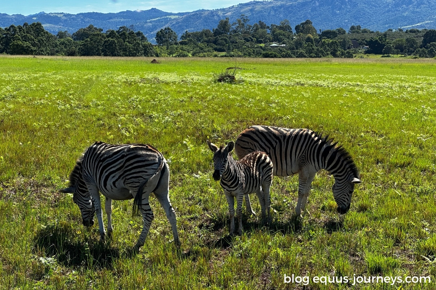 A lovely family of zebras