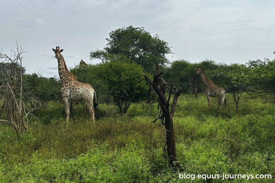 A few giraffes we saw at KamSholo