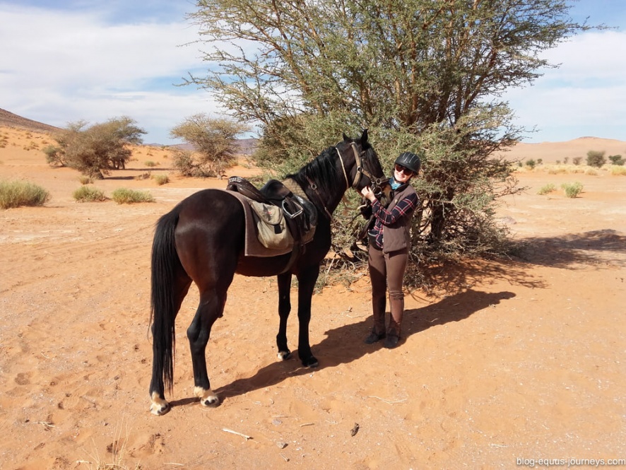 Iris and Tissir a Barb arab stallion @WorldwideHoofprints