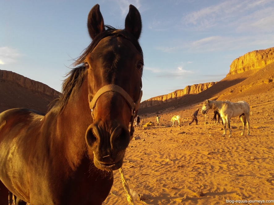 One of the horses wanted to say 