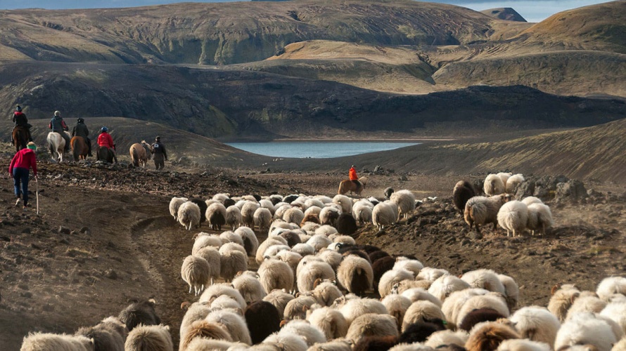 Sheep round-up in Iceland (c) Equus Journeys