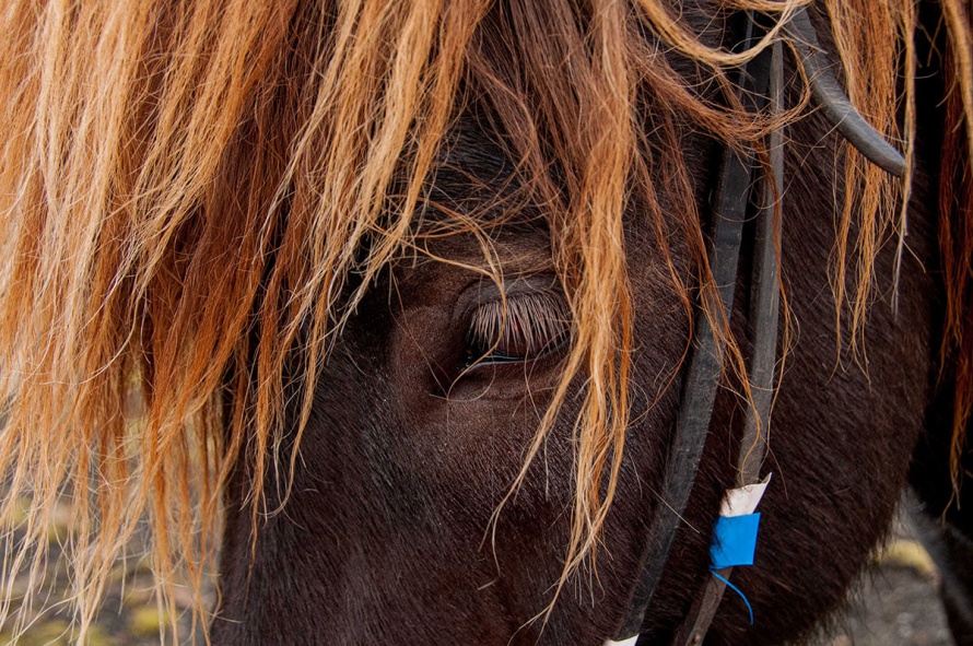 The Icelandic horse (c) Equus Journeys