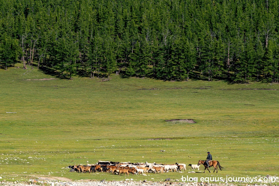 Herdsman looking after its sheep