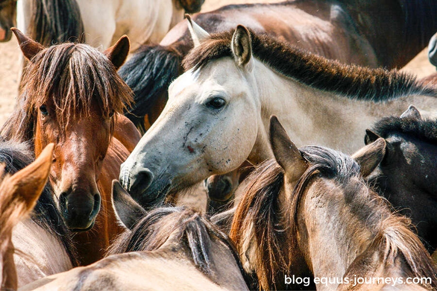 A herd of Mongolian ponies