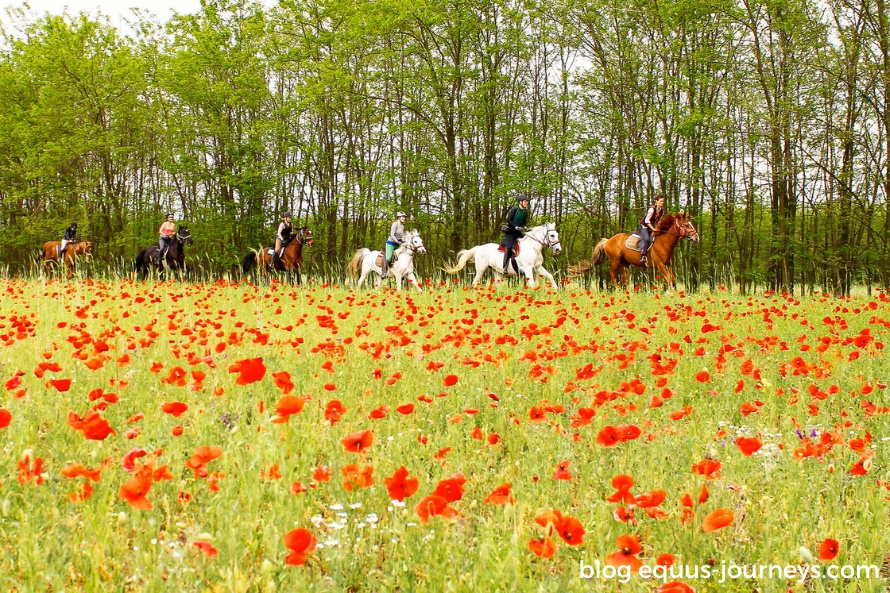 Maja's farm adventures