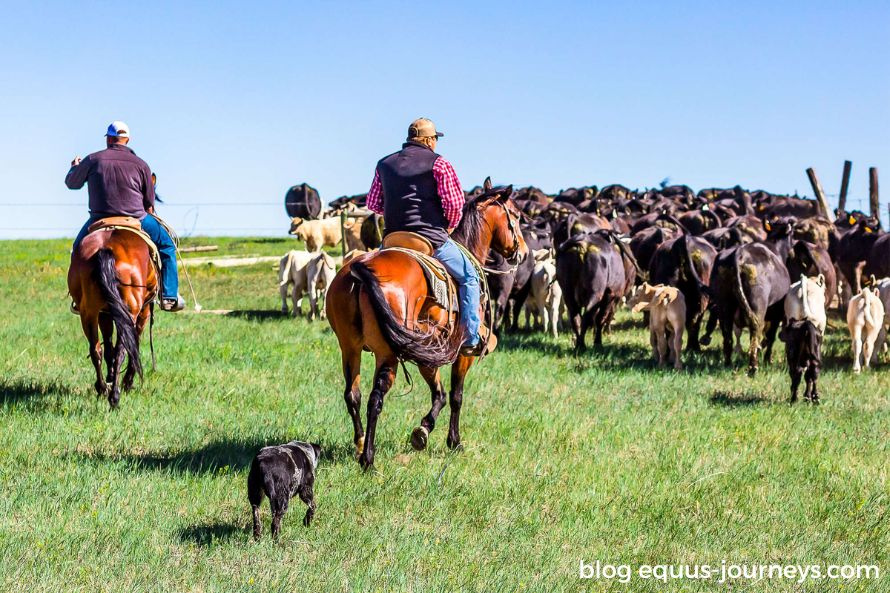 Rounding up cattle at Kara Creek Ranch, Wyoming