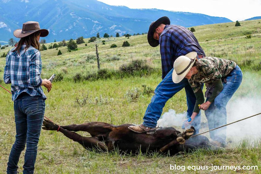 Branding calves at the Dryhead Ranch