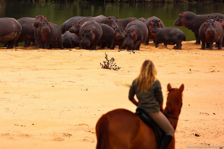 Riding with hippo