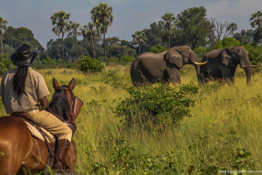 Riding safari in the Okavango Delta