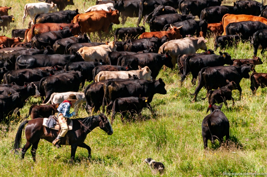 Cattle drive at the TX Ranch