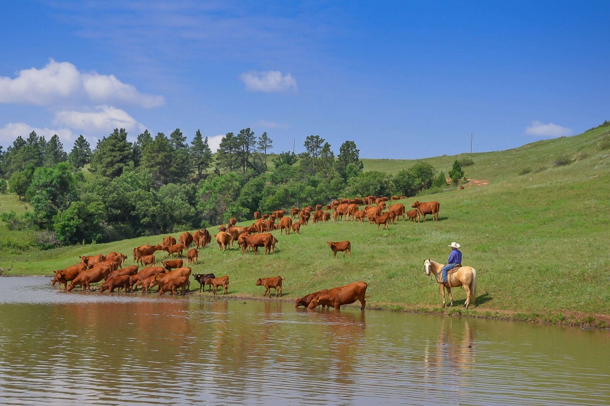 Rounding up cattle before getting ready for a branding day