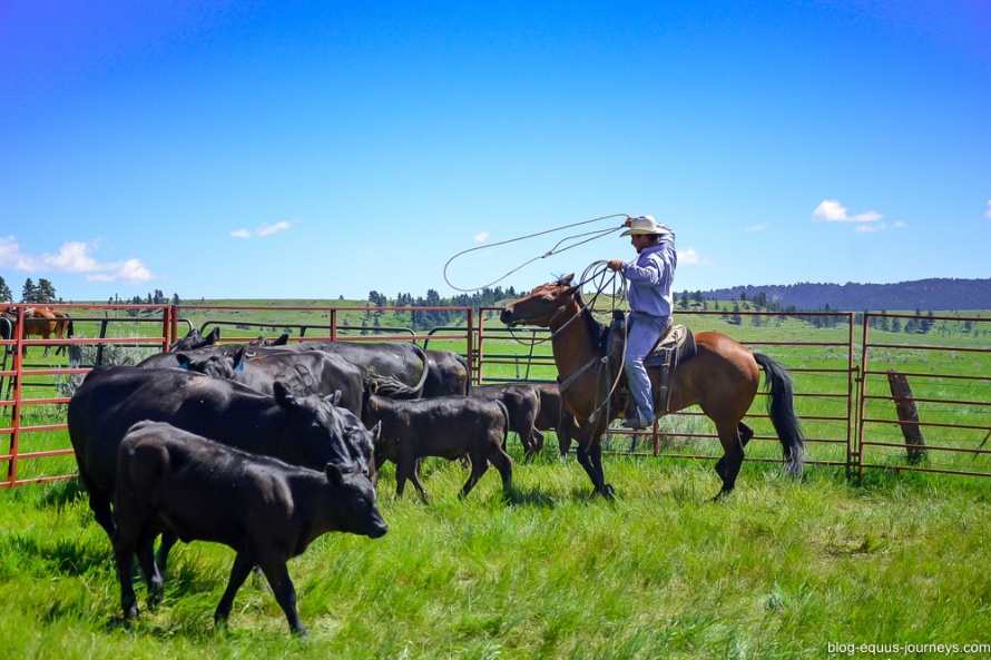 Roping cattle at Kara Creek Ranch