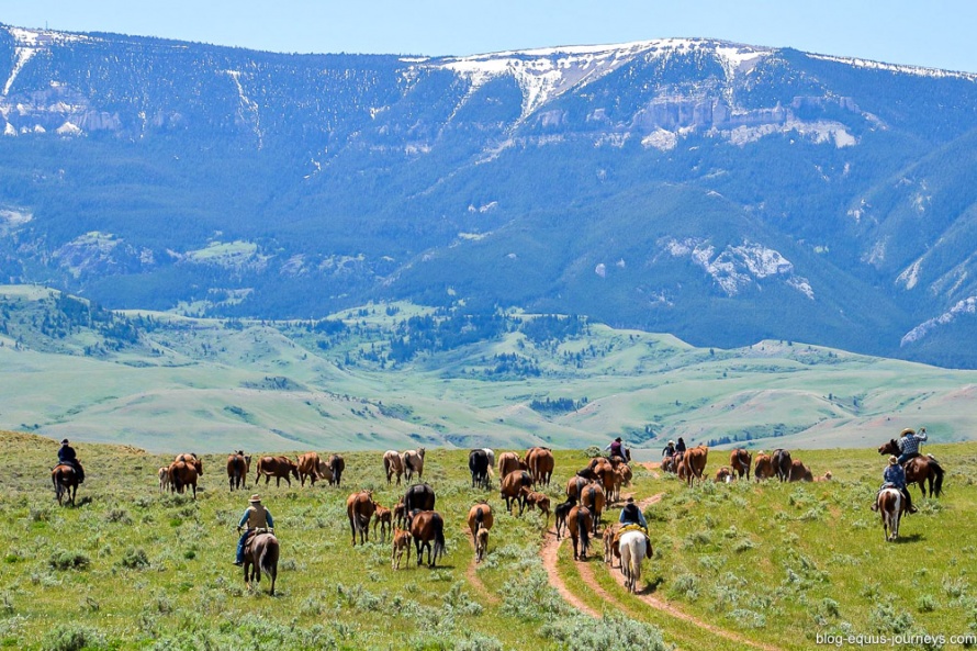 Horse drive at the Dryhead, Montana
