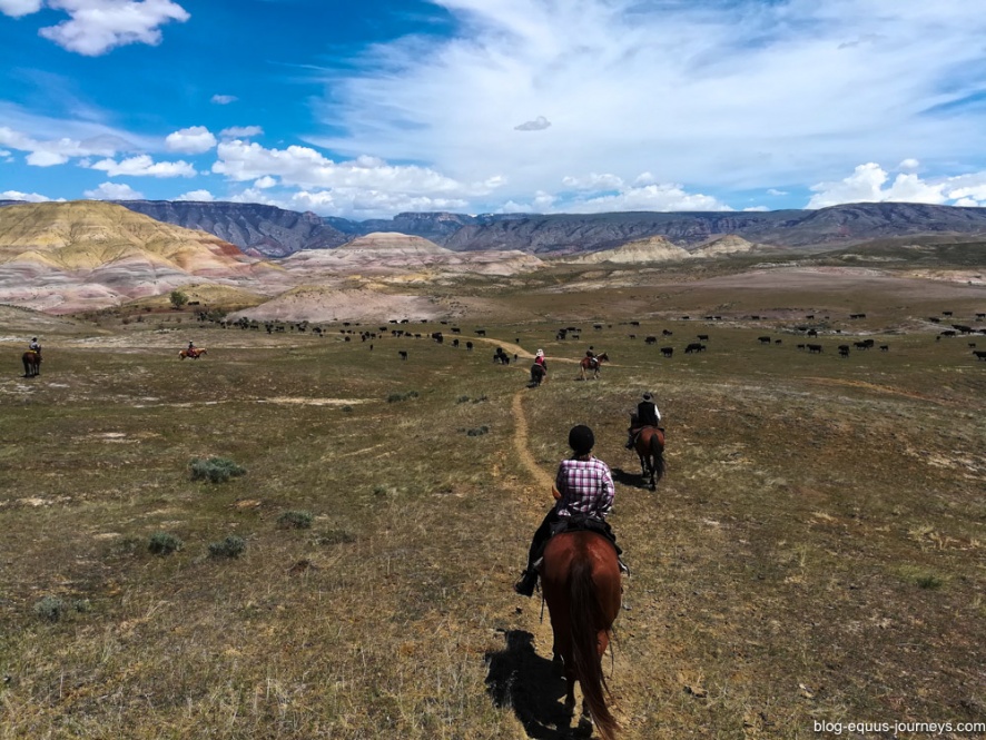 Cattle drive at the Hide out, Wyoming