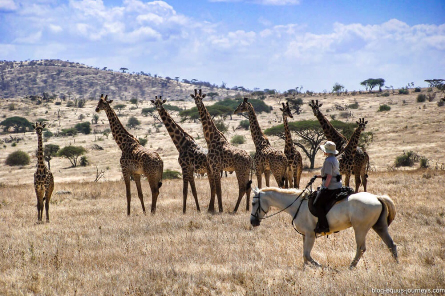 Spotted: Giraffe on safari in South Amboseli @BlogEquusJourneys