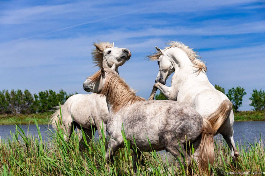 The Camargue Horses @BlogEquusJourneys