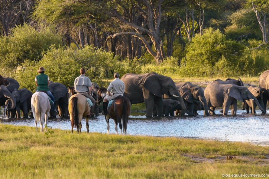 African horse safaris - Riding in Zimbabwe