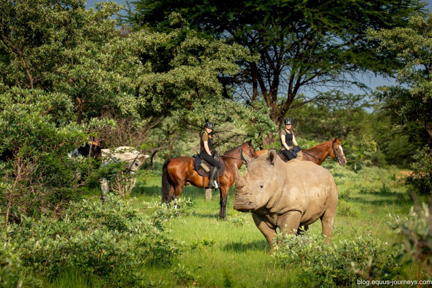 Watching rhino from horseback at Ant's Lodges in South Africa