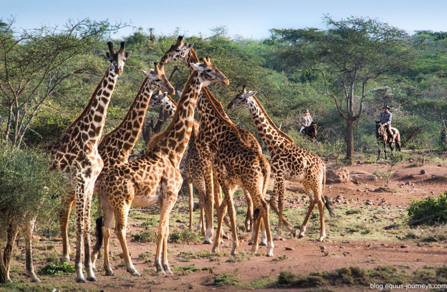 The excitement of riding with giraffe in the Masai Mara, Kenya